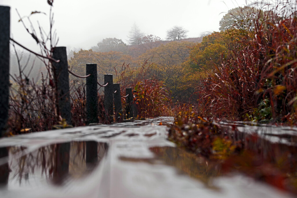 雨上がりの木道　IMGP8710zz