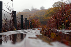 雨上がりの木道　IMGP8710zz