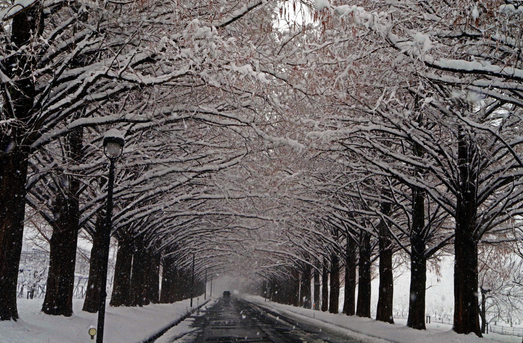 雪のアーケード　IMGP8923zz