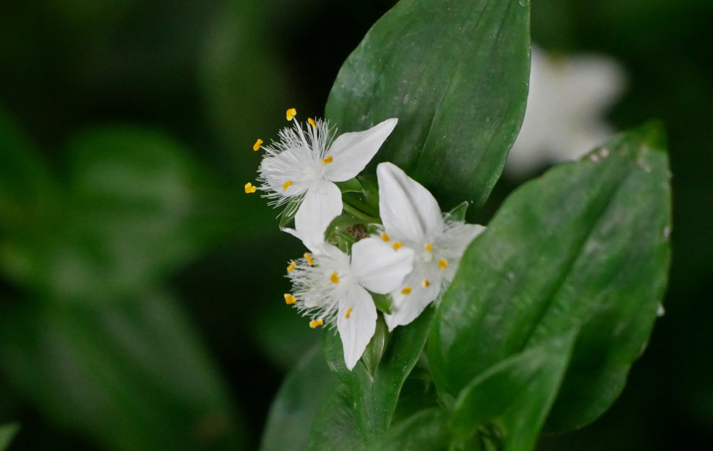 可憐な花　P1180216z