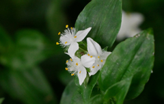 可憐な花　P1180216z