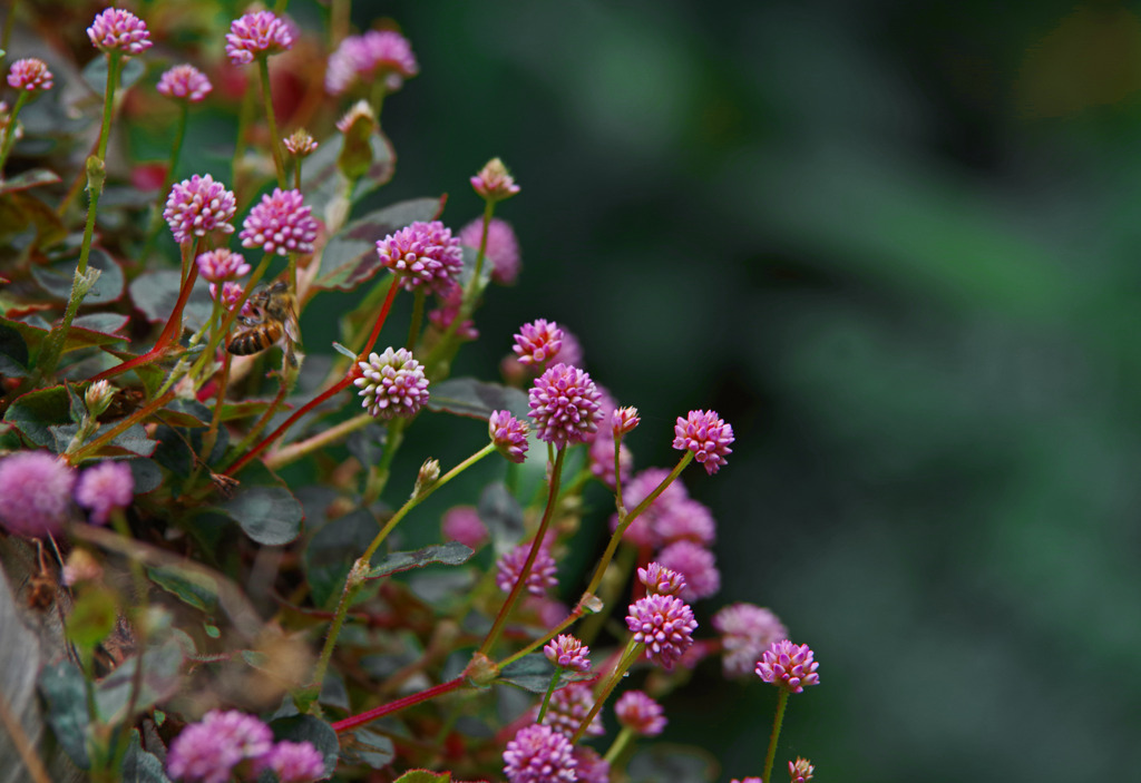 ヒメツルソバ　IMGP6061zz