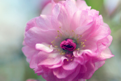 八重桜　IMGP1294zz