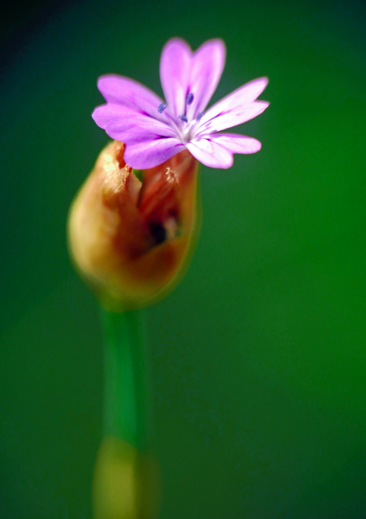 密やかな花　P1230213zz