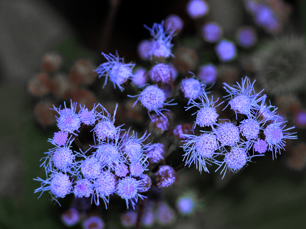 路傍で見つけた花　P1160512zz