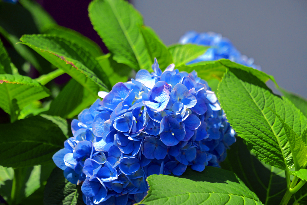 紫陽花Ⅱ　P1086562zz