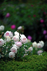 薔薇の苑　IMGP3755zz