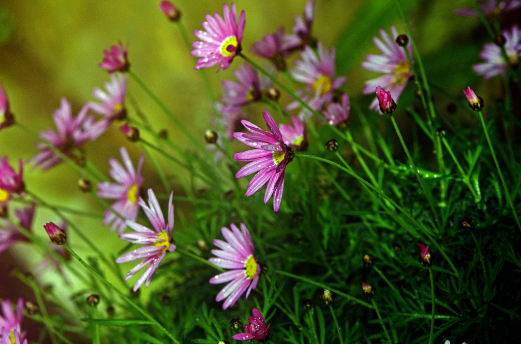 オステオスペルマムってどんな植物なの　IMG0570zz
