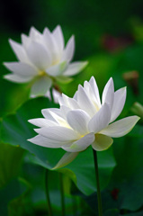 White lotus　IGP7145z