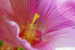 蕊の美　P1240645zz