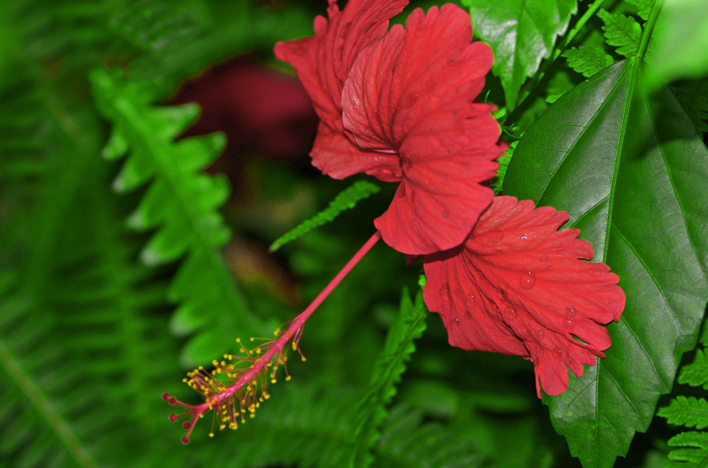 長い蕊　IMG1743zz