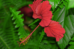 長い蕊　IMG1743zz