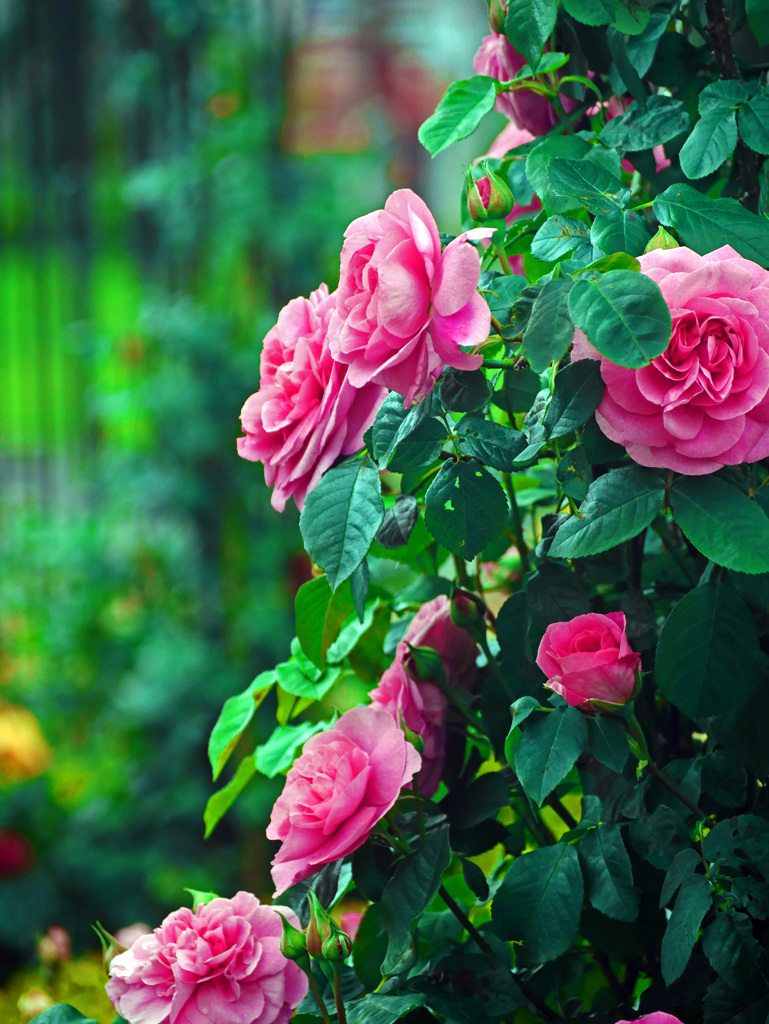 ガートルードジェキル　P1220313zz