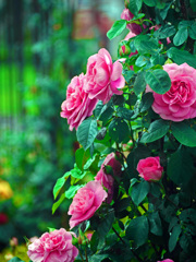 ガートルードジェキル　P1220313zz