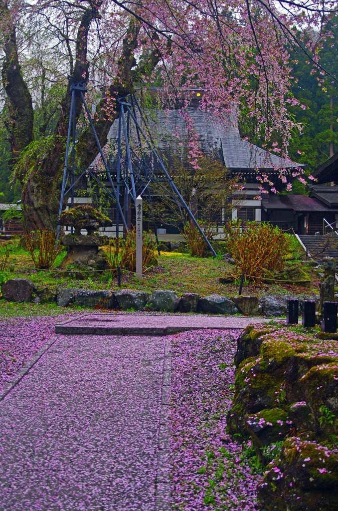 花散る寺　IMG8606zz