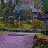 花散る寺　IMG8606zz