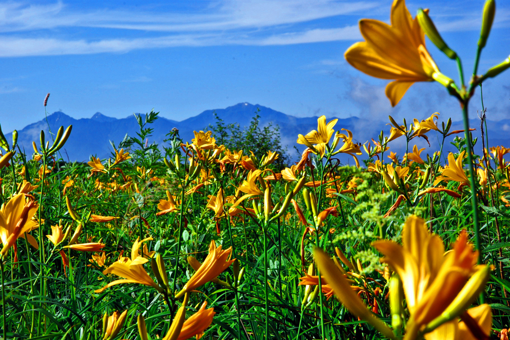 ニッコウキスゲ　IMGP4792zz