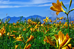 ニッコウキスゲ　IMGP4792zz