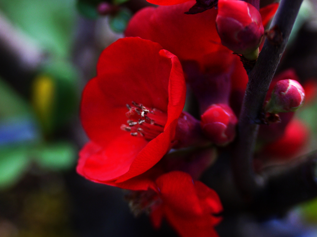 木瓜の花　P1230505zz