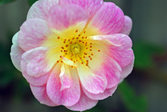 これも薔薇です　IMGP0365zz