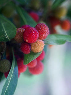 赤い砂糖菓子　P1300326zz