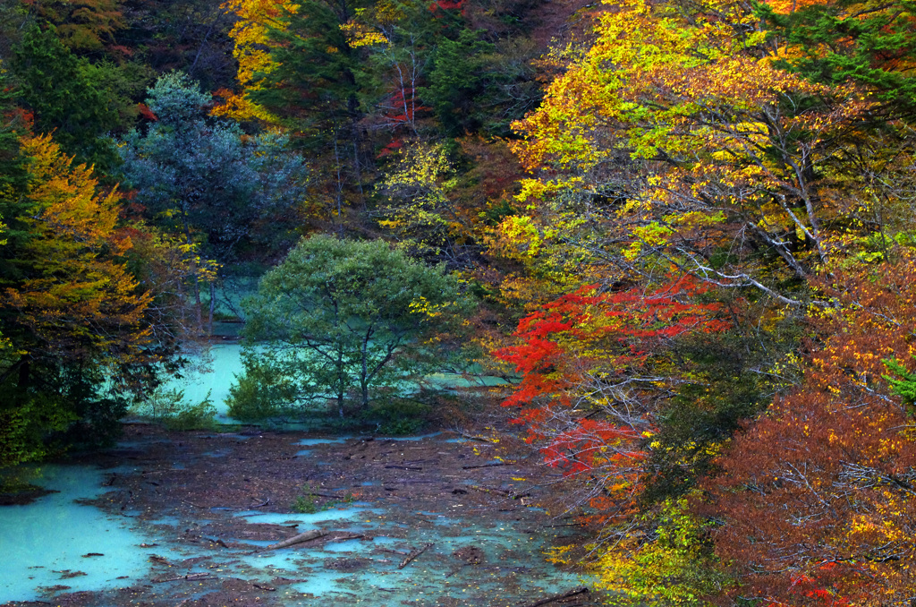 紅葉の高瀬川渓谷　_IGP7936zz