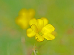 路傍に咲く名の知らぬ花　P1160865zz