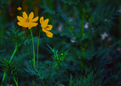 咲き始め　P1690812zz