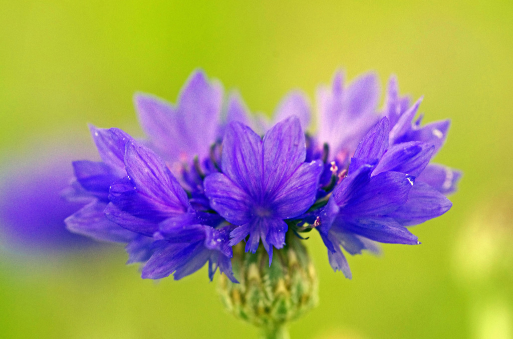 Cornflower　IGP8127zz