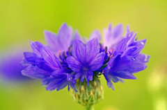 Cornflower　IGP8127zz