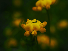 ミヤコグサ　P1310853zz