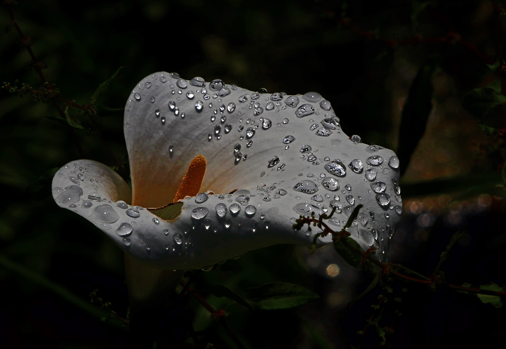 雨がくれたもの　P1530996zzz