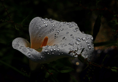 雨がくれたもの　P1530996zzz