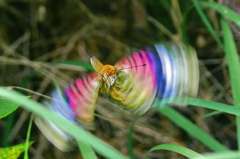 虹 蝶の羽ばたき　P1320900zz