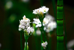 水玉を抱く　P1140899zz