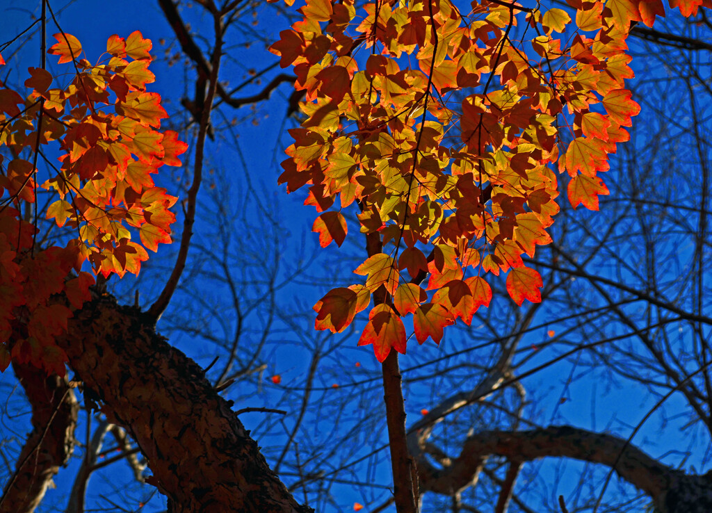 青空に輝く　P1500156zz