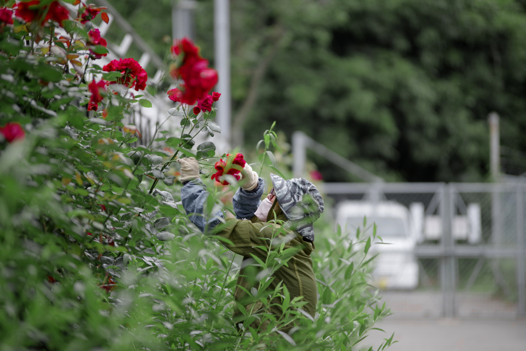 花がら摘み　IMGP3908zz