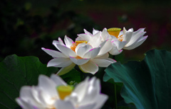 White lotus　IMGP7181zz