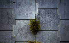 壁の華　P1080577zz