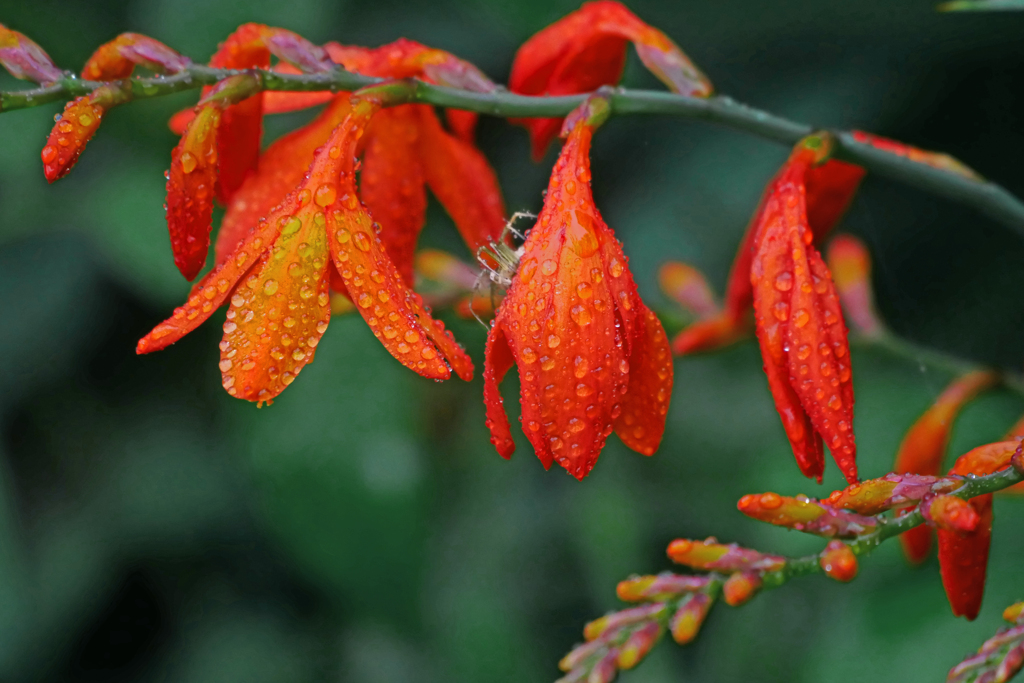 蜘蛛の雨宿り　P1190864zz