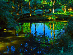 早朝の古池　P1350037zz