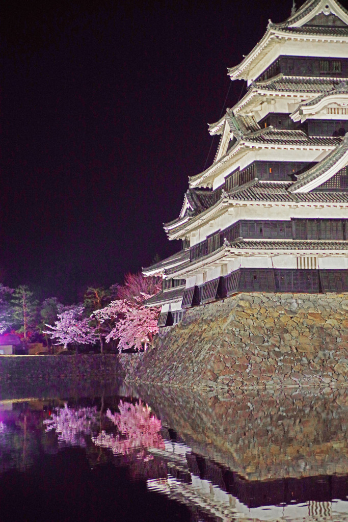 天守と夜桜　IMGP4629zz