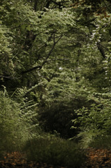 深き森　IMG9478zz