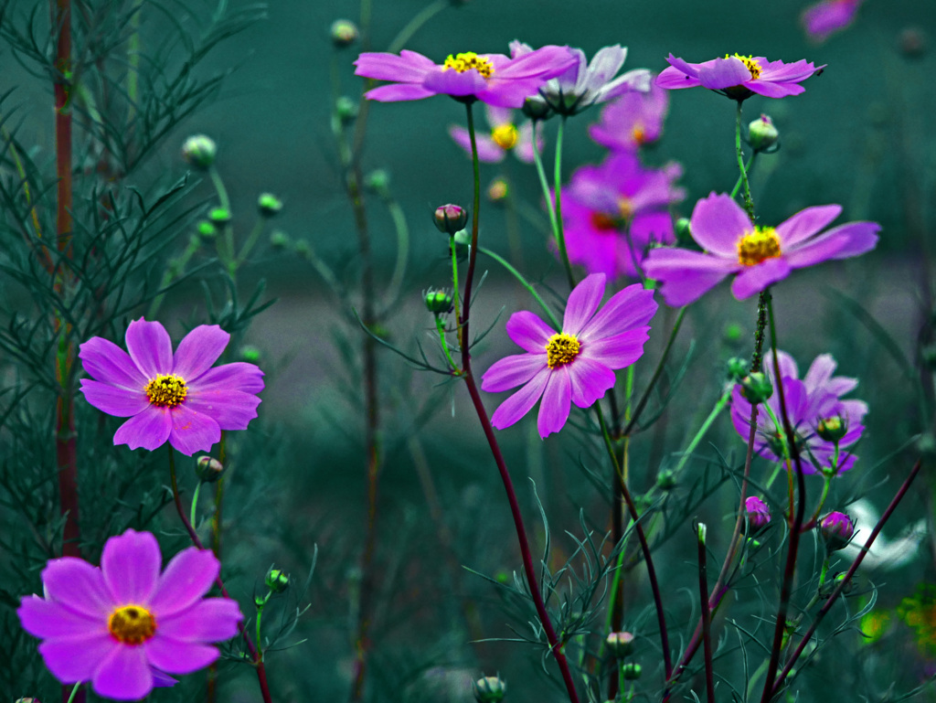 ピンクのコスモス　P1700117zz