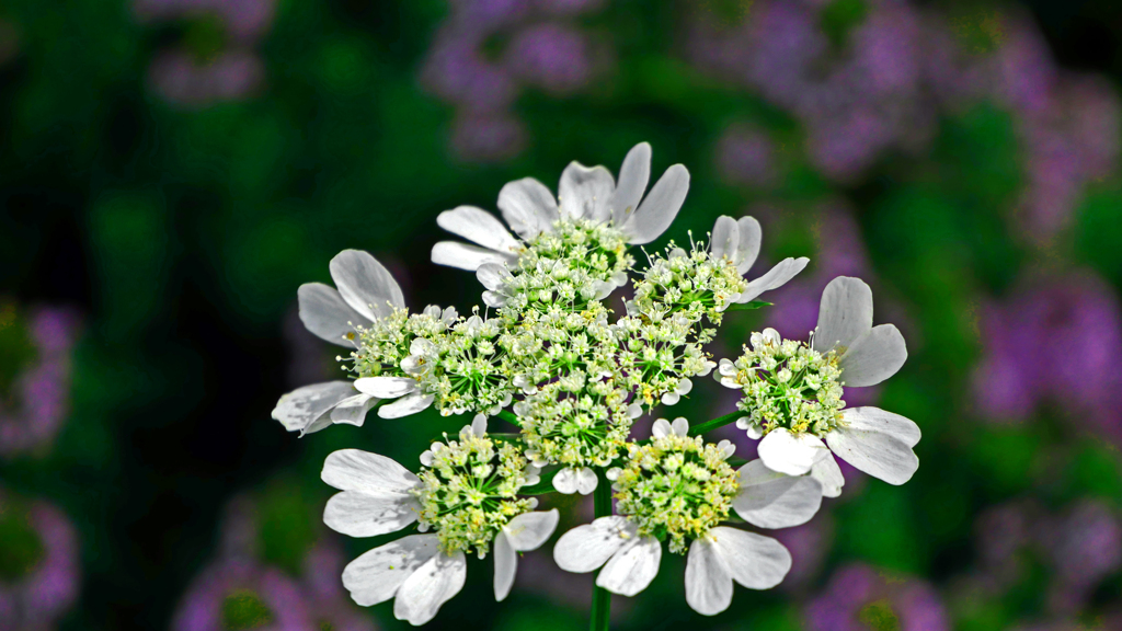 花時計　P1180151zz