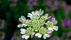 花時計　P1180151zz