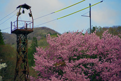 桜と火の見櫓　IMGP3025zz白馬村野平地区