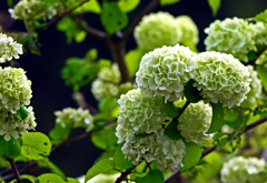 緑の花　IMG1126zz