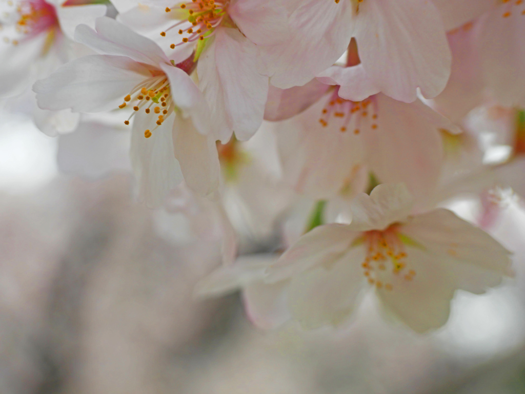 ほんのり桜色　P1150002z