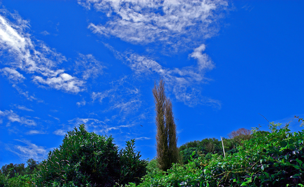 なぜか気になる木と夏空と　IMGP0736zz
